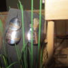 Zilveren oorhangers design met rose goldplated - Image 3